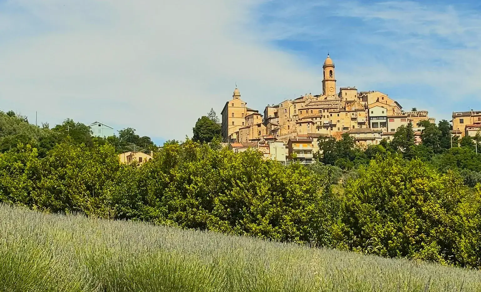 A hilltop village in Marche above olive trees and a field of lavender